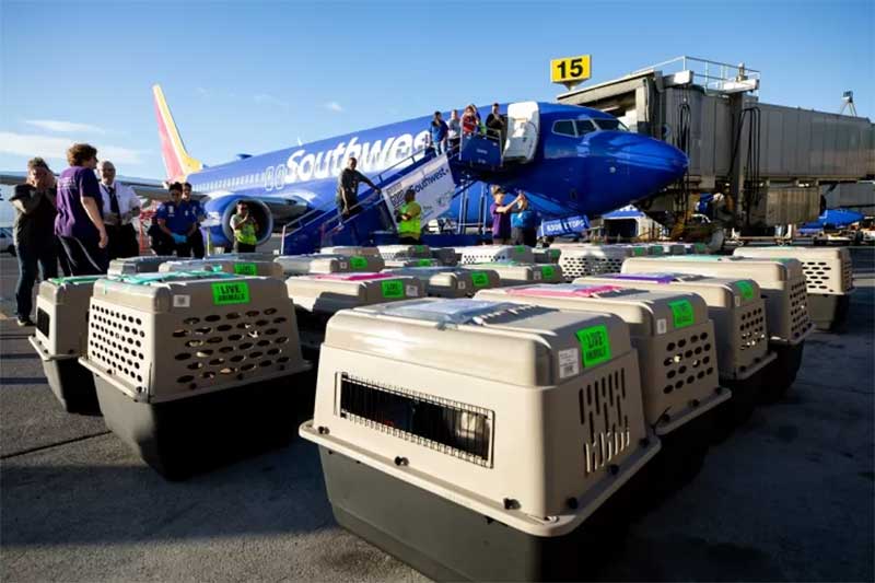 Maui possui apenas um abrigo, o que necessitou a remoção daqueles que já viviam no local a Oregon Humane Society, para dar lugar aos pets queimados e desabrigados após o incêndio florestal. Imagem: Divulgação/Southwest Airlines