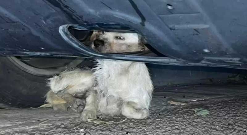 Cão de rua ferido por outros animais repousa debaixo de carro e recebe grande surpresa ao se refugiar