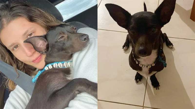 Funcionários perdem cachorra de tutora que foi deportada dos EUA
