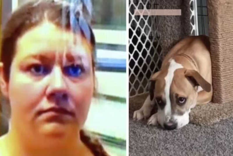 Mulher faz sexo oral em cachorro, namorado acha vídeo e a denuncia para polícia