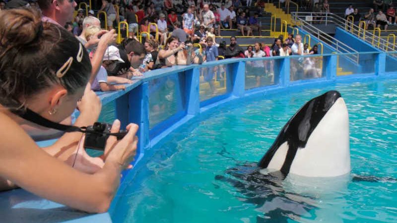 Em cativeiro há mais de 50 anos, orca ganha ajuda de bilionário para encontrar liberdade