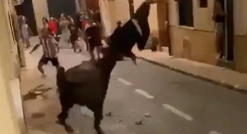 Touro se defende de agressões e ataca adolescente na Espanha