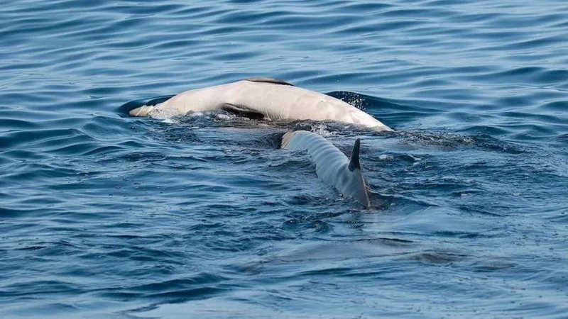 Cientistas observam luto em espécie de baleia pela primeira vez
