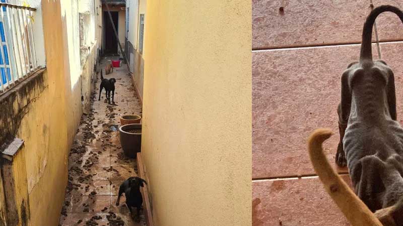 Jovem é presa suspeita de abandonar 16 cães em casa com comida misturada em fezes; animais se alimentavam de filhote que morreu
