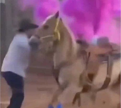 Casal é investigado por maus-tratos com cavalos durante chá de revelação em Santa Helena, GO