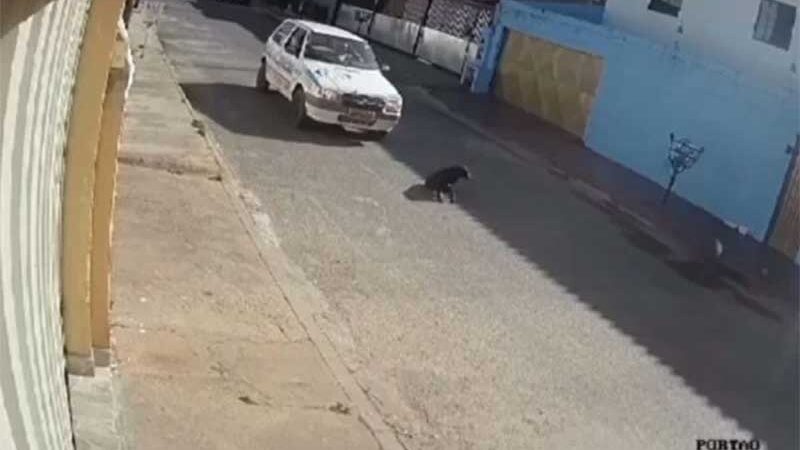 Funcionário de pet shop atropela cachorro em Valparaíso de Goiás, GO