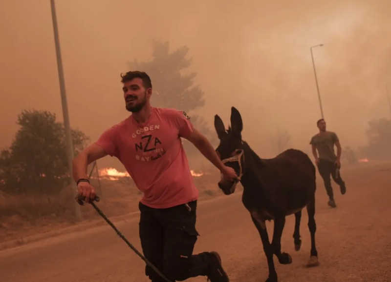 Fazendeiro viraliza ao salvar animais de incêndio na Grécia: 'Herói' — Foto: Reprodução/X(Kostas Tsironis)