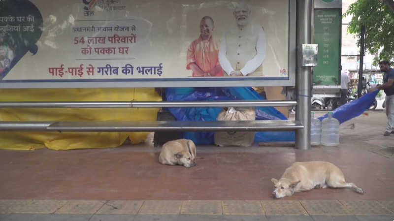 Nova Délhi captura milhares de cães de rua antes do G20