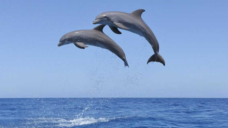 Sons emitidos pelos golfinhos podem viajar até 740 metros para se comunicar com 'amigos'. Foto: GETTY IMAGES