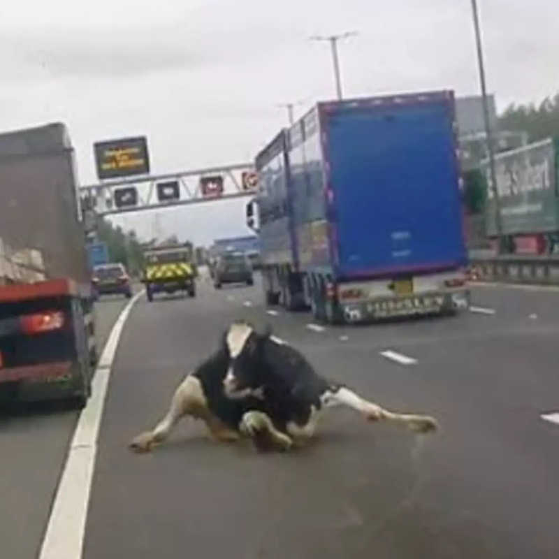 VÍDEO: Vaca cai de caminhão no meio de rodovia movimentada