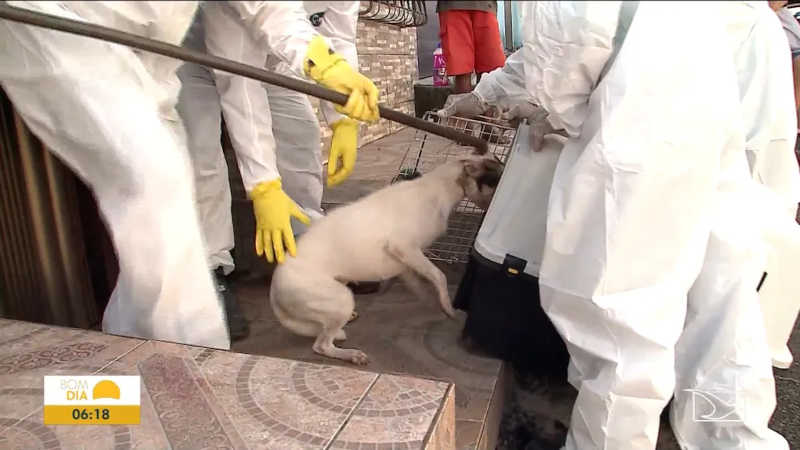 Após denúncia, cães abandonados são resgatados de dentro de casa em São Luís, MA