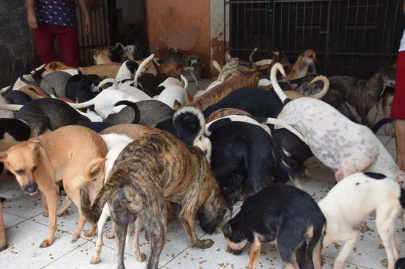 Primeira etapa da decisão foi cumprida com a captura e retirada de 15 cachorros em fevereiro de 2021. — Foto: Divulgação/Ministério Público do Maranhão

