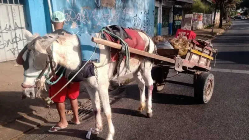 MPF deixa animais de lado e apura se lei que proibiu carroças com animais em BH violou direitos de ciganos e carroceiros