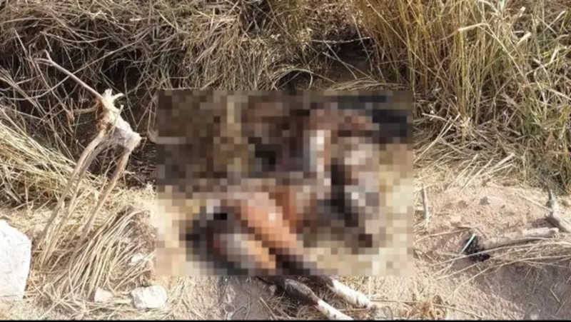 Animais atropelados na BR-040 têm corpos abandonados pela concessionária em matagal
