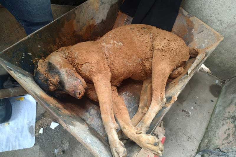 Motoboy esfaqueia e mata cachorro no bairro Retiro, em Juiz de Fora, MG
