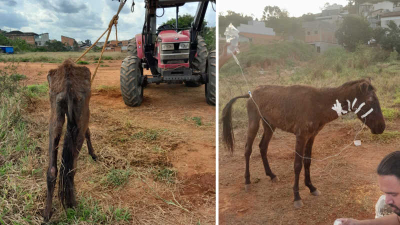Cavalo é abandonado em situação crítica em Piranguinho, MG