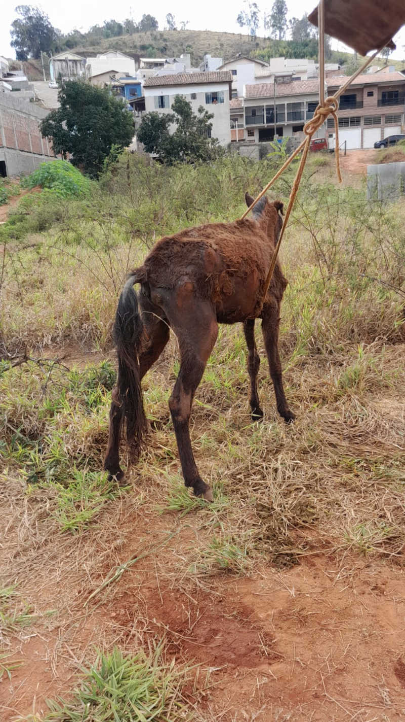 Cavalo é abandonado em situação crítica em Piranguinho-MG: Um alerta contra maus-tratos animais
