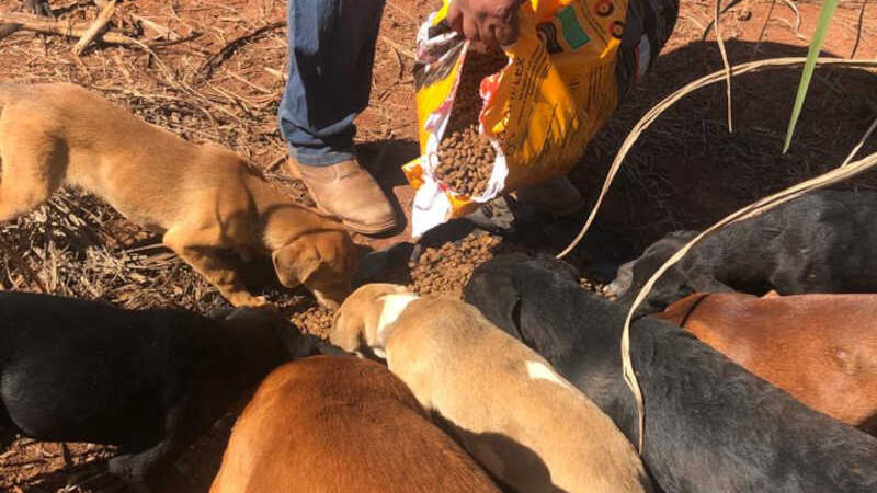 Protetora de animais de São José da Barra (MG) afirma que ONG de Passos não está cuidando direito de cães em situação de rua