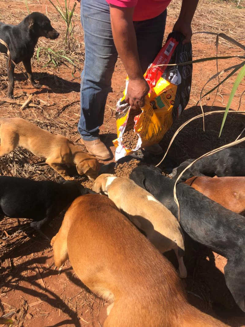 Protetora de animais de São José da Barra (MG) afirma que ONG de Passos não está cuidando direito de cães em situação de rua