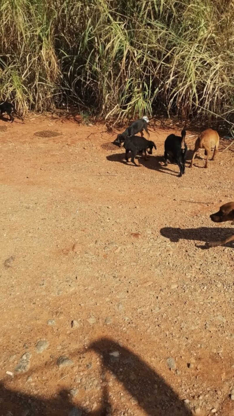 Protetora de animais de São José da Barra afirma que ONG de Passos não está cuidando direito de cães em situação de rua