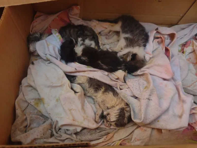 Exames sugerem envenenamento por chumbinho em gatos e em cachorros encontrados mortos em Uberlândia, MG