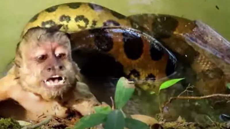 Vídeo mostra macaco salvo por turistas após “abraço” de sucuri