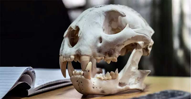 Esqueleto de crânio de onça-pintada apreendido durante fiscalização na Bolívia. (Foto: Britta Jaschinski/ONG ELI)
