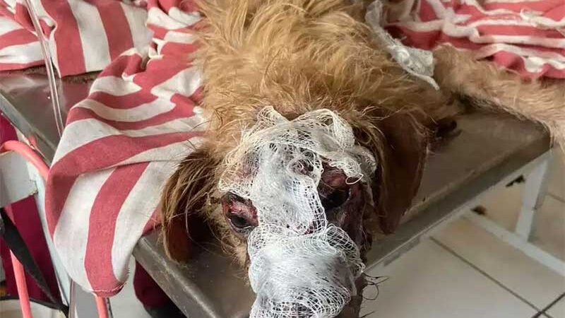 Com ferida e ‘gritando’ de dor, cachorro acorrentado é resgatado por ONG em Ribas do Rio Pardo, MS