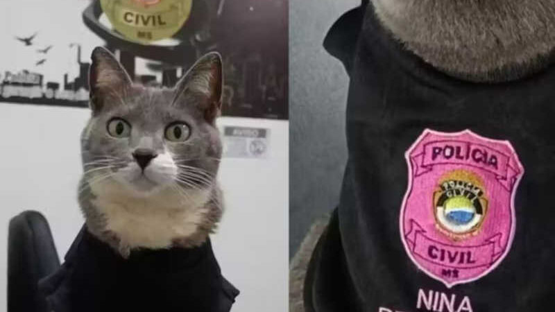 Policiais em MS adotam gatinhos e cachorrinhos como mascotes em delegacias