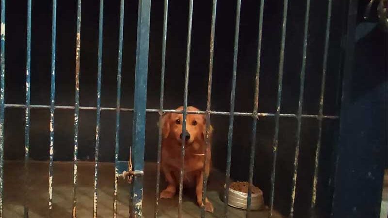 Cão resgatado após abandono está isolado em cubículo no Centro de Zoonoses em Cuiabá (MT) há mais de 6 meses