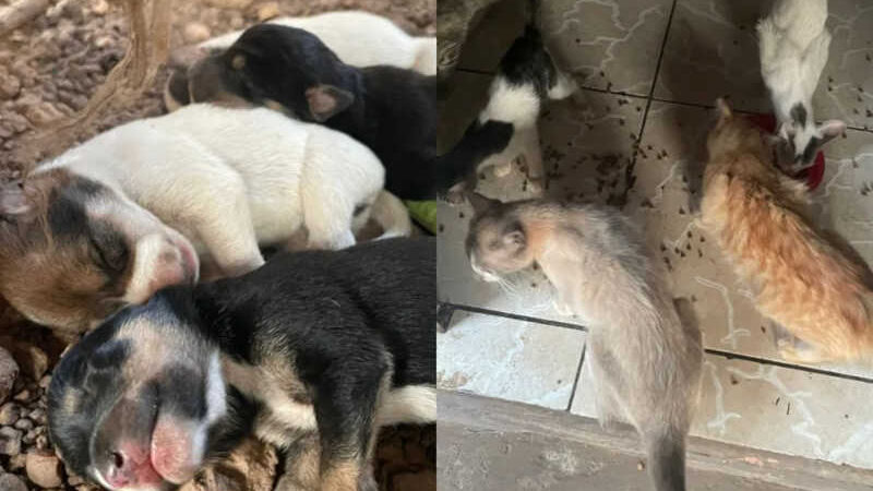 Cães e gatos resgatados após morador abandonar casa são colocados para adoção em MT