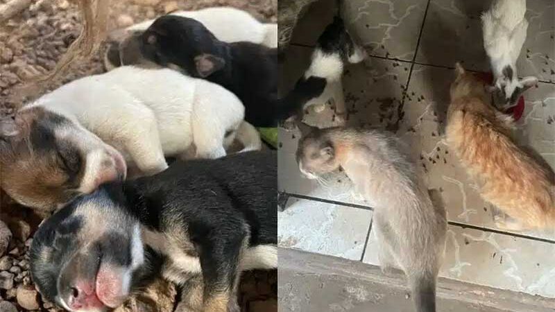 Cães e gatos são resgatados após morador abandonar casa e animais são colocados para adoção em MT