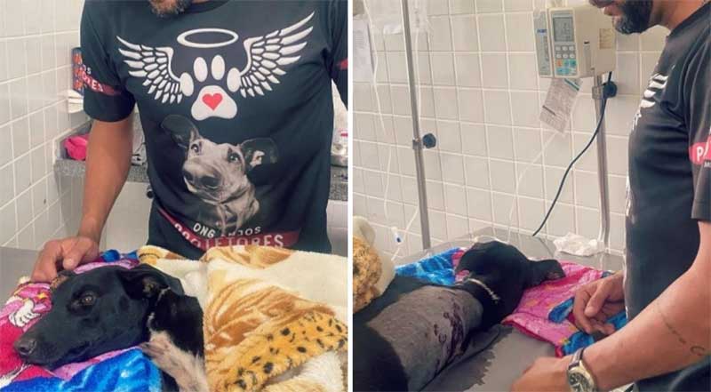 Núcleo de Justiça Animal da UFPB acusa homem de matar 19 cães e balear outro em Areia, PB