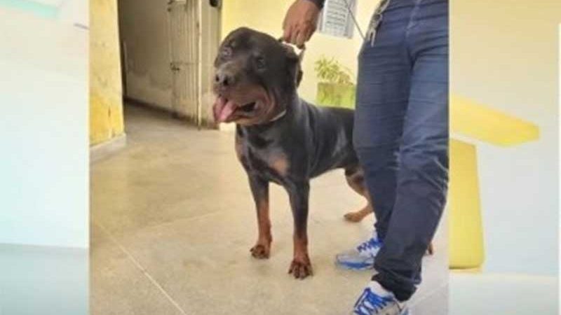 Cachorro baleado passa por nova cirurgia em João Pessoa, PB