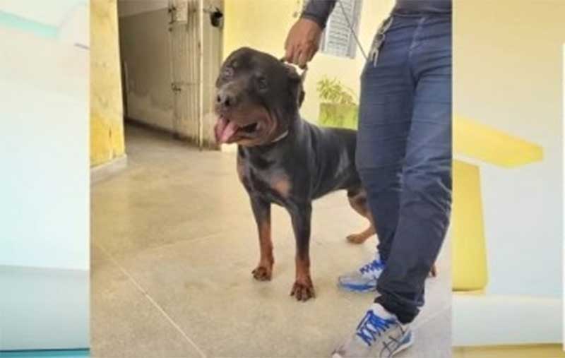 Cachorro baleado passa por nova cirurgia em João Pessoa, PB
