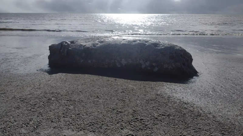 Baleia-jubarte é encontrada em praia de Lucena, na Grande João Pessoa, PB