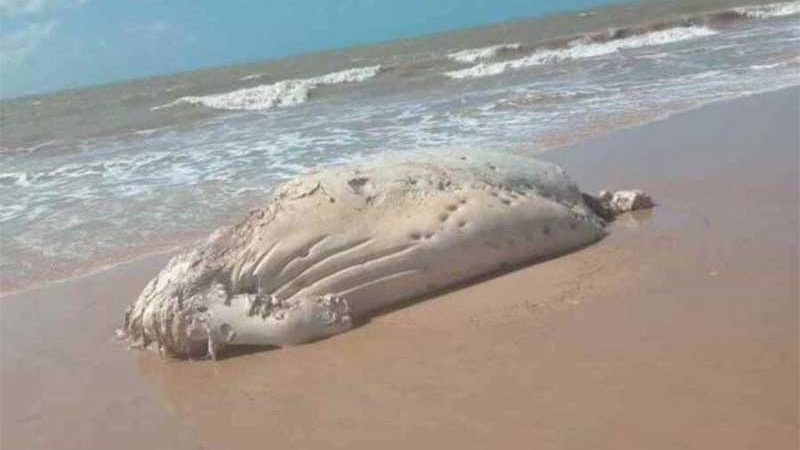 Baleia é encontrada morta na Praia do Sol, em João Pessoa, PB