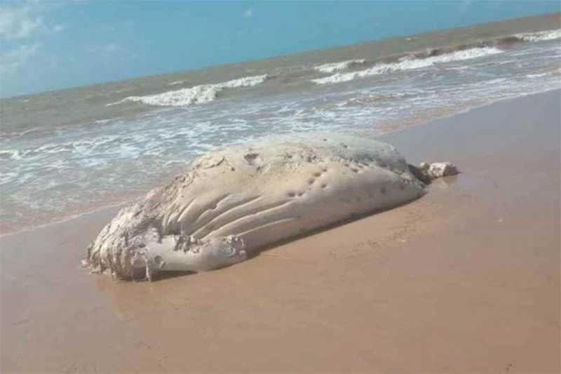 Baleia é encontrada morta na Praia do Sol, em João Pessoa, PB