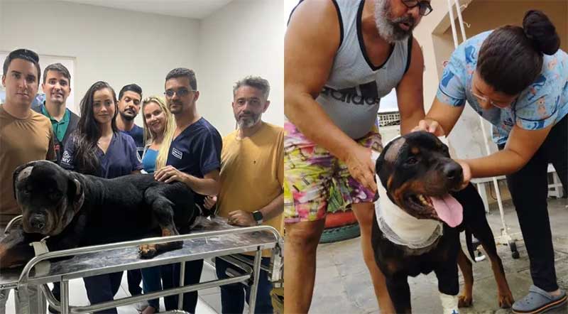 Cachorro leva três tiros na cabeça e sobrevive após disparos do tutor em João Pessoa, PB