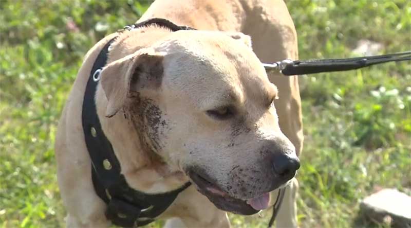 Lei passa a proibir uso de coleiras que dão choque elétrico nos cães em João Pessoa, PB