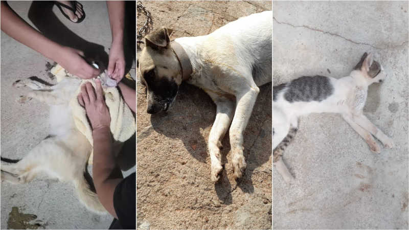 ONG do município de Cacimbas (PB) denuncia envenenamento de animais de rua na cidade