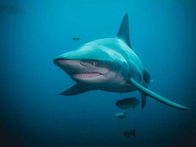 87% dos brasileiros aprovam possível título de santuário de tubarões para Fernando de Noronha