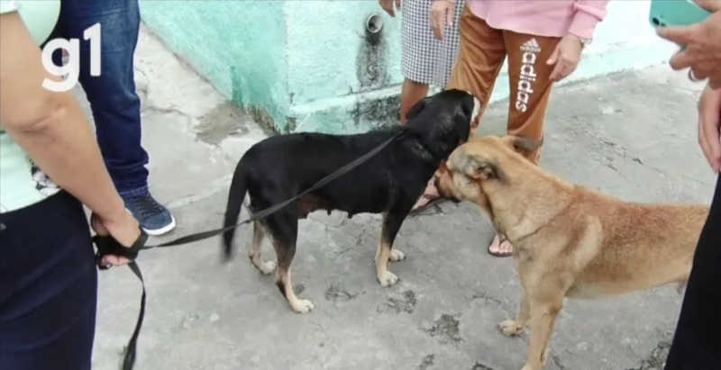 Polícia investiga morte de dezenas de cães e gatos por envenenamento em Lajedo, PE