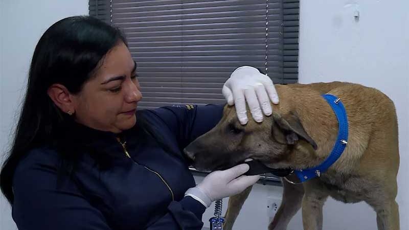 Cachorro vítima de zoofilia é resgatado em Petrolina (PE) e recebe cuidados antes de ir para adoção