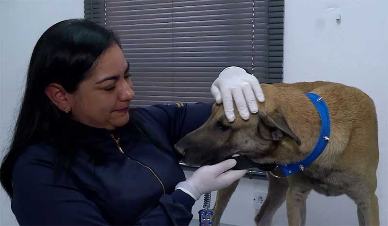 Cachorro vítima de zoofilia é resgatado em Petrolina (PE) e recebe cuidados antes de ir para adoção