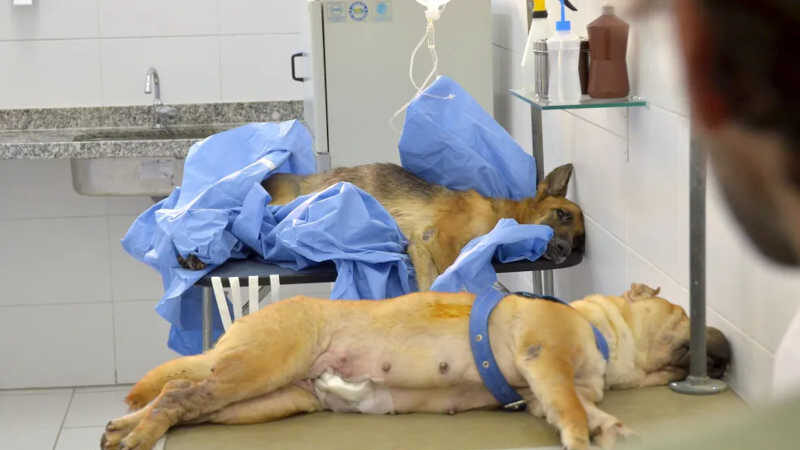 Recife (PE) cadastra ONGs e pessoas físicas que atuam com proteção animal para receberem auxílio veterinário por 12 meses