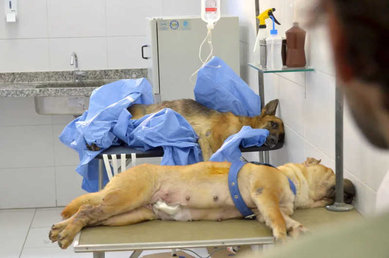 Recife (PE) cadastra ONGs e pessoas físicas que atuam com proteção animal para receberem auxílio veterinário por 12 meses