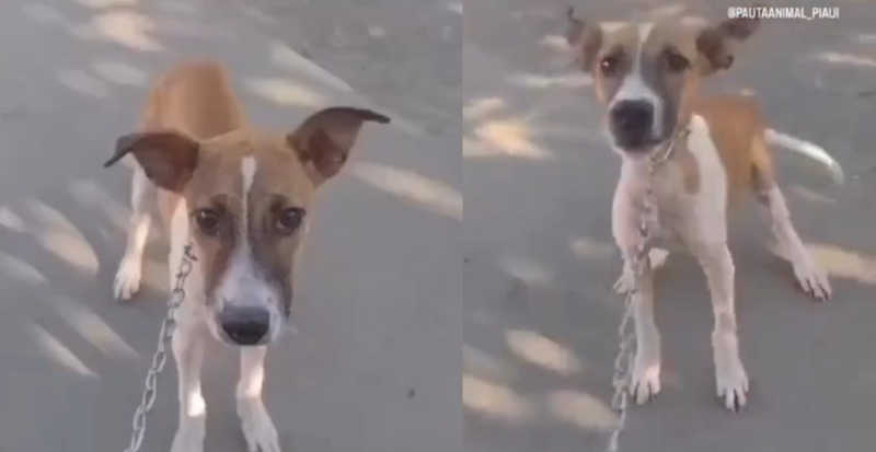 Homem é denunciado por vídeo de maus-tratos a cadela associando-a à Janja, em Floriano, PI