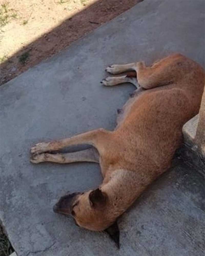 Matança: seis cachorros são encontrados mortos com sinais de envenenamento