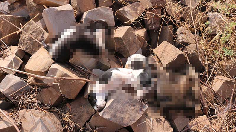 Homem é preso suspeito de assassinar cinco filhotes de cachorro em Picos, PI